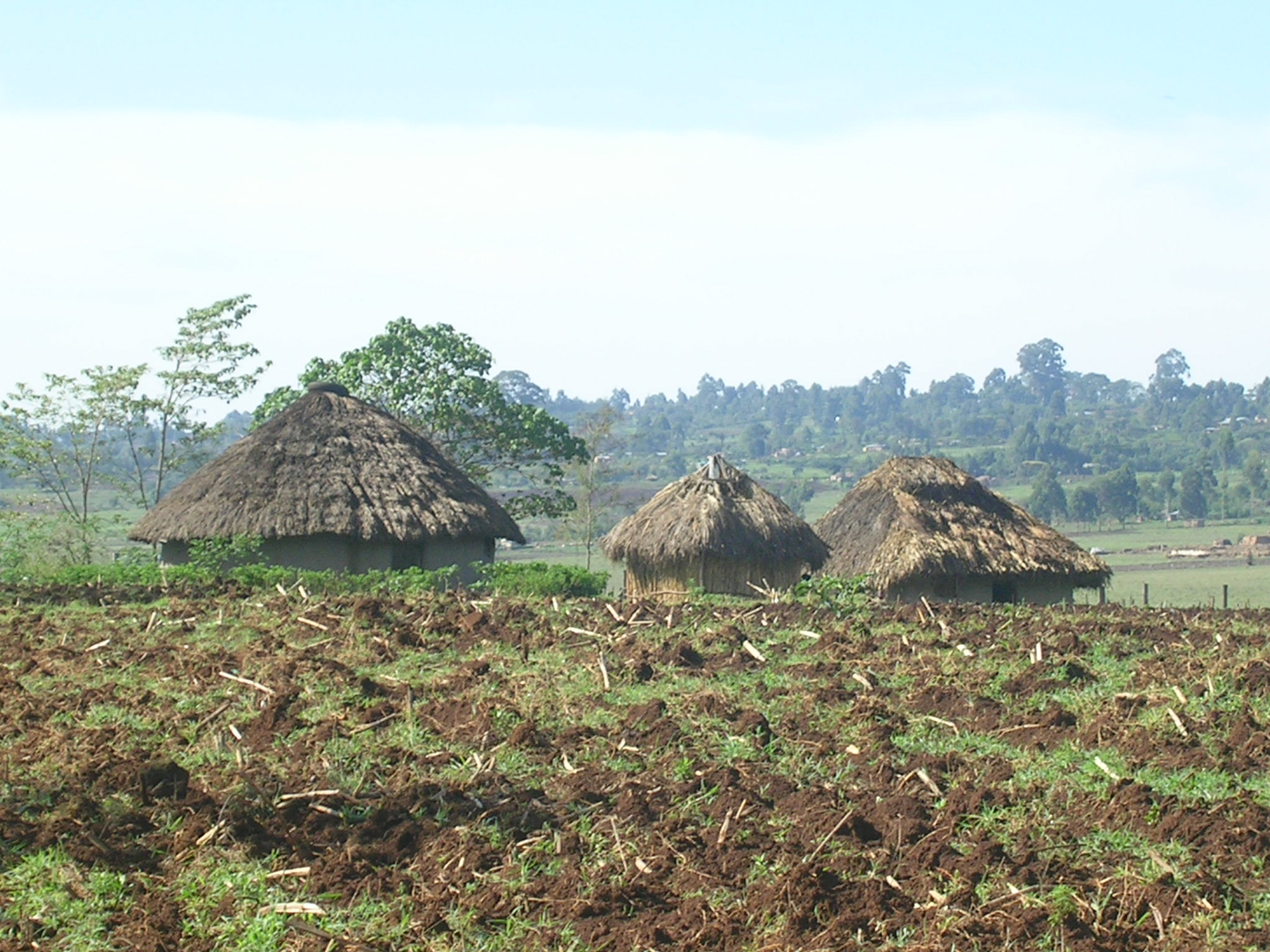 2006 - Nandi shamba and huts