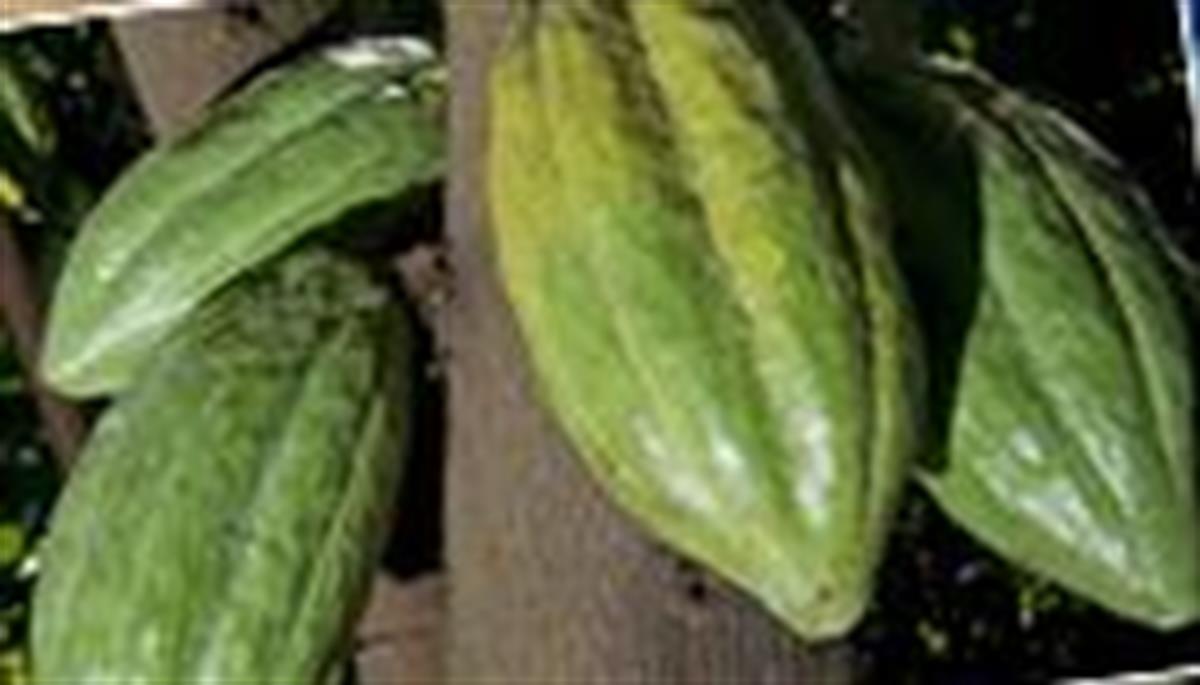 Cacao Perù