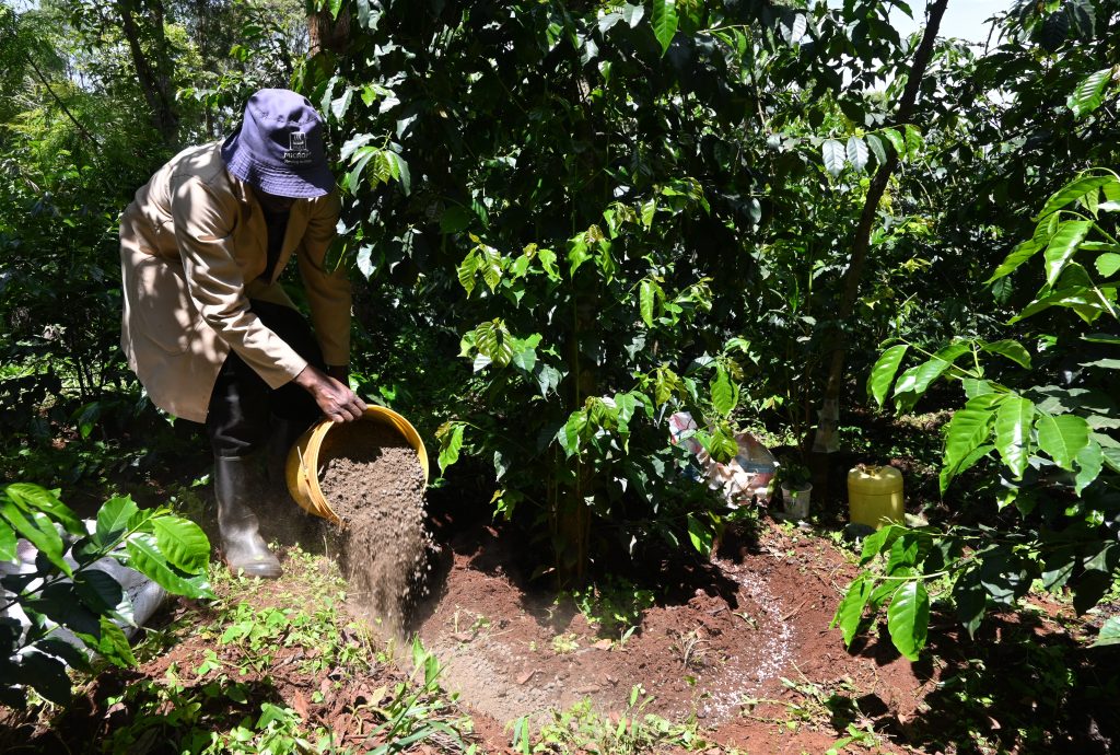International zero waste day: coffee waste generates value in Kenya