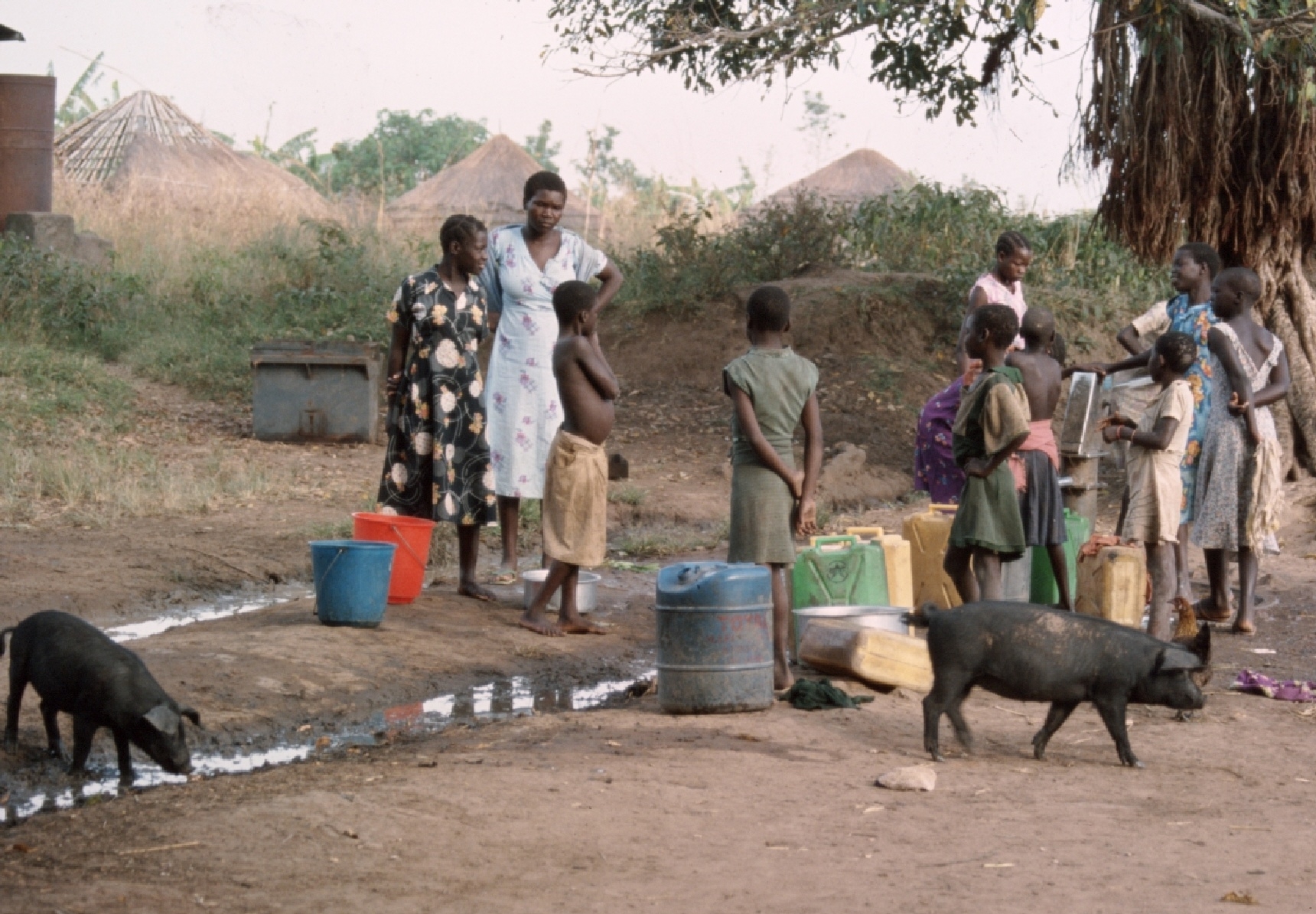 Filippo Ciantia - Bad habits, pigs allowed to move around a water pump recently provided from UNICEF