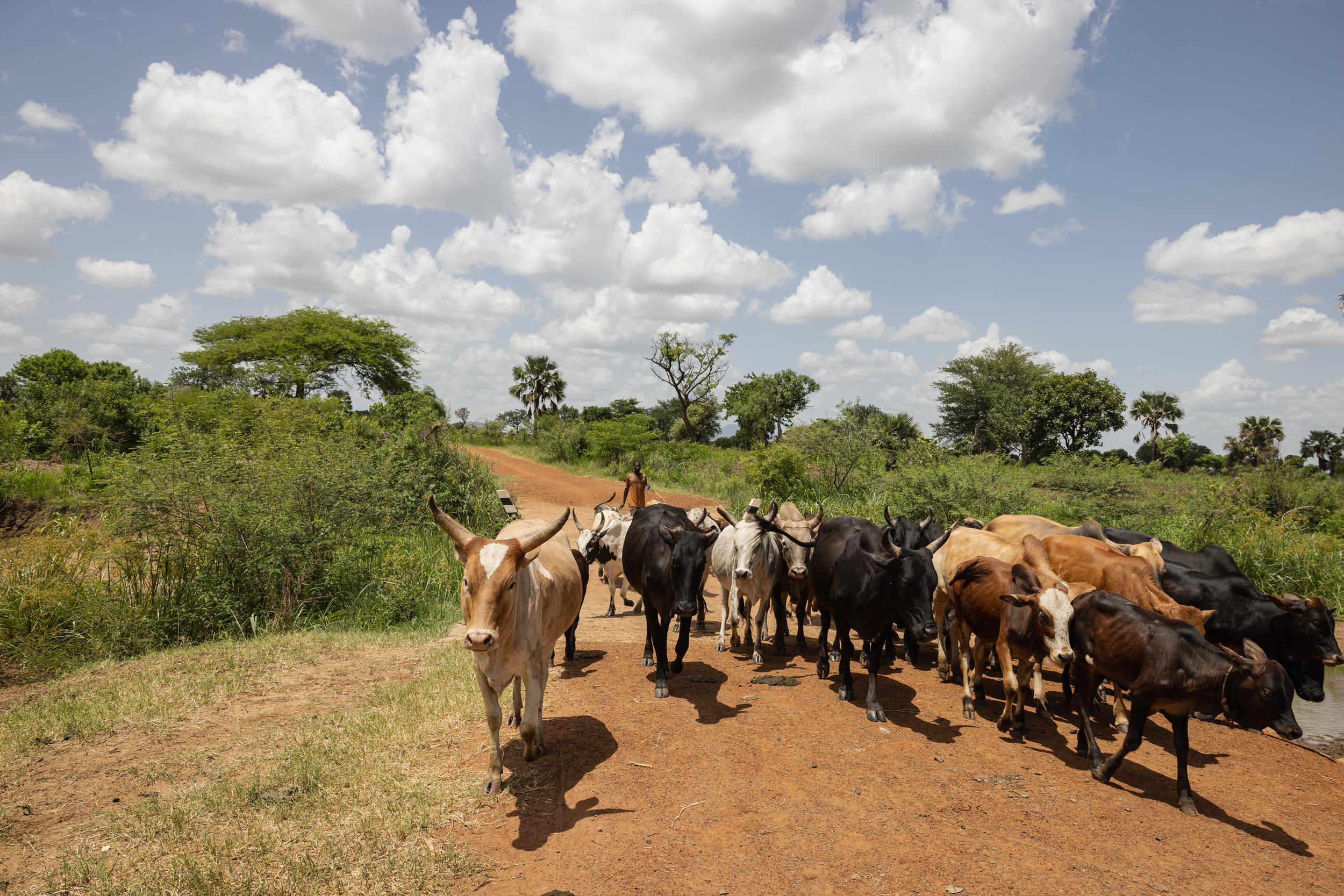 Bosco, 29, cattle rearer, Uganda